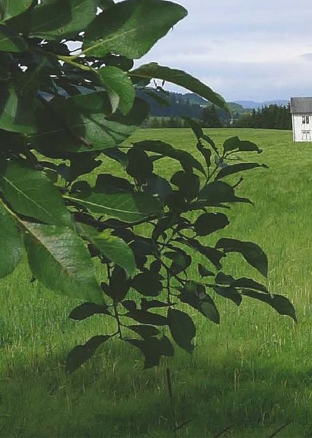 Pilegrimsboka - følgesvenn på vandring